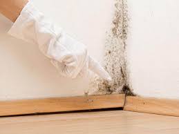 Best Mold Damage Restoration  in Galva, KS